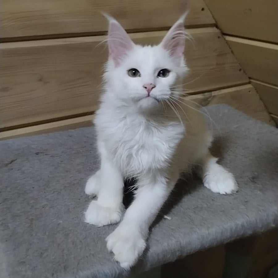Yuki Maine Coon polydactyl 6x6x6x6 female, white