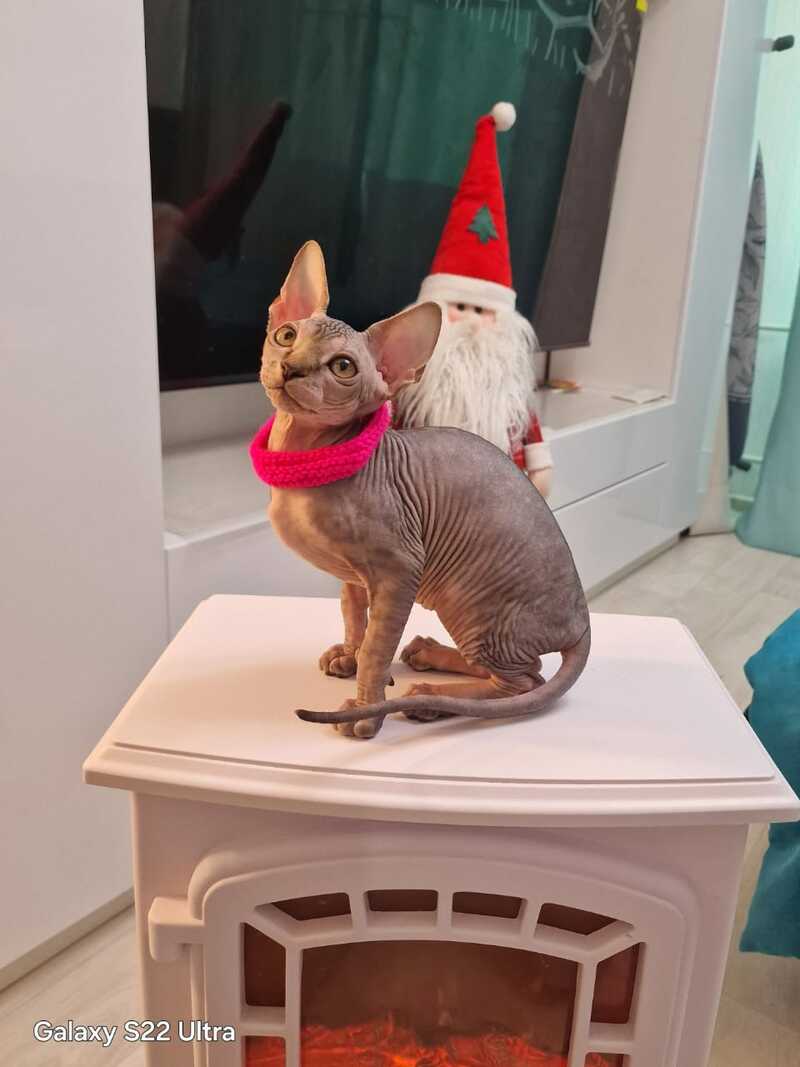 Dakota Canadian Sphynx female black tabby - live animals