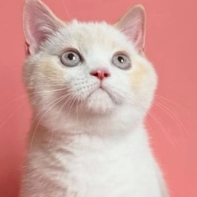 Leandro British Shorthair male, red pointed bicolour