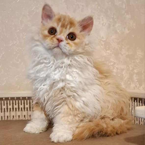 Platosha Selkirk Rex male, red silver bicolour