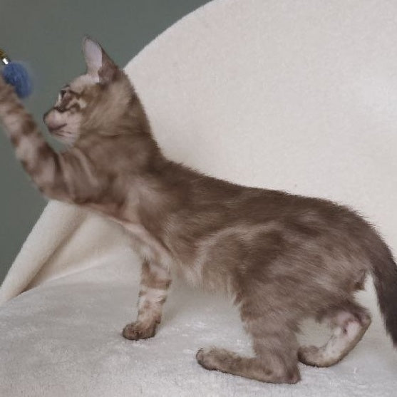 Lika Bengal female, black pointed spotted tabby