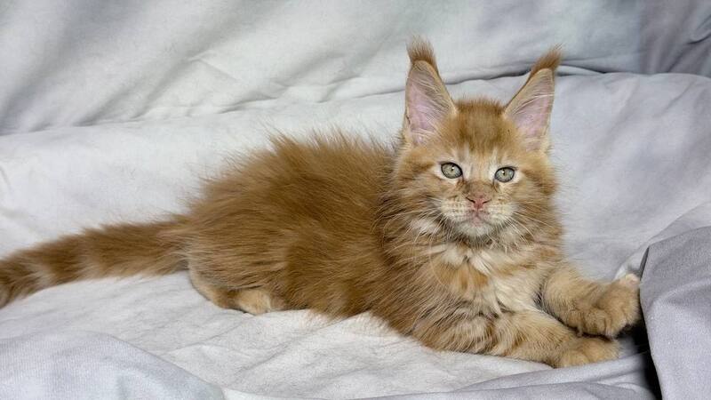 Hermes Maine Coon male, red