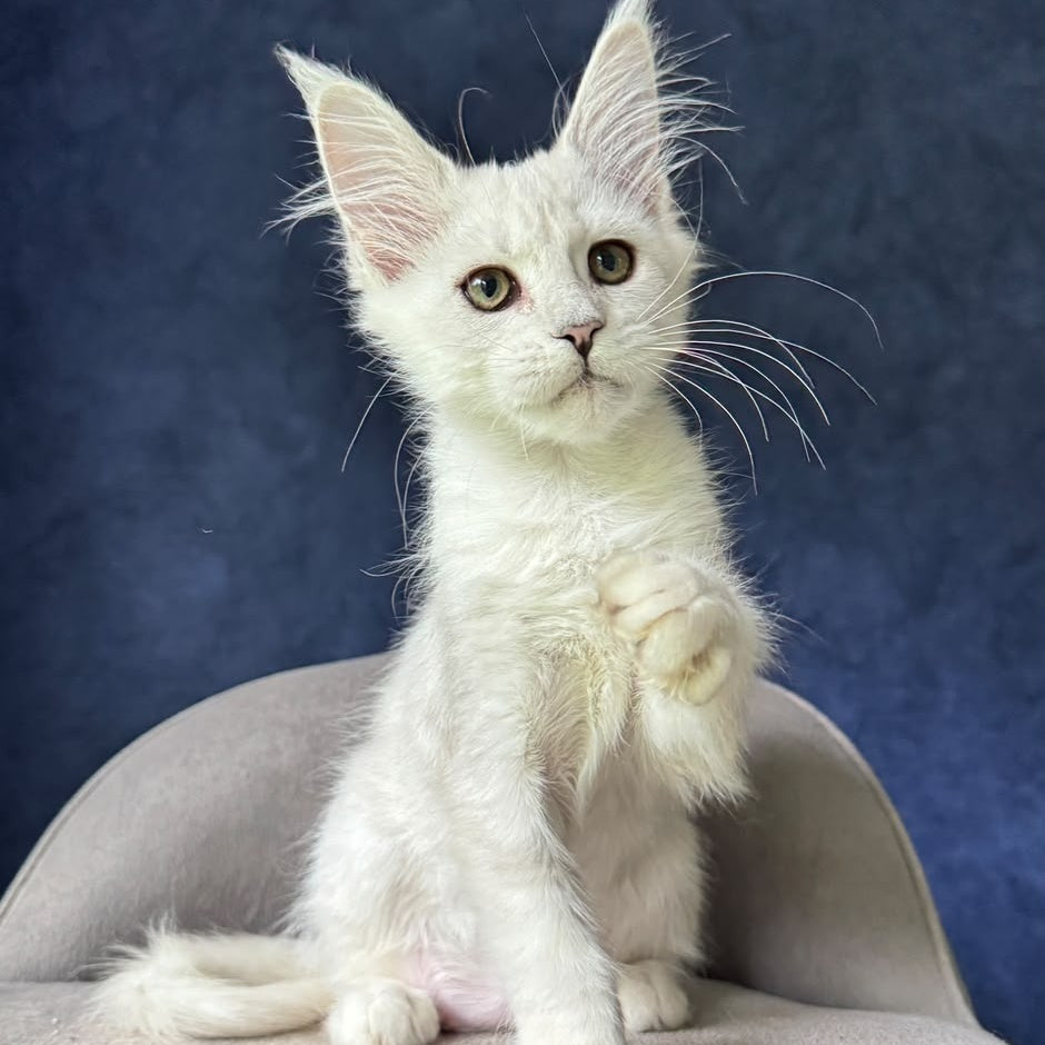 Elea Maine Coon female, black silver shaded