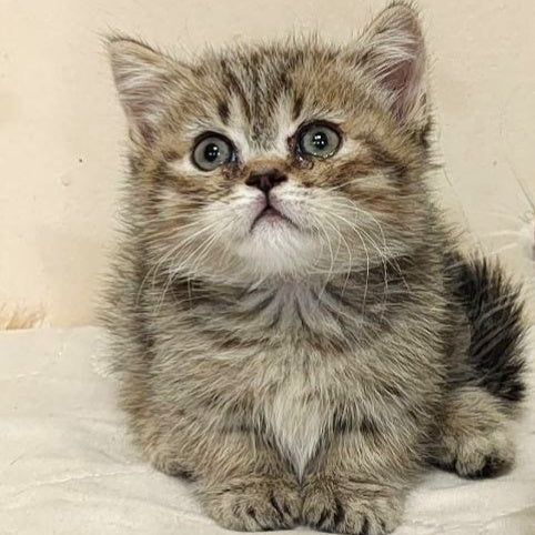 Toffee Munchkin male, black spotted tabby