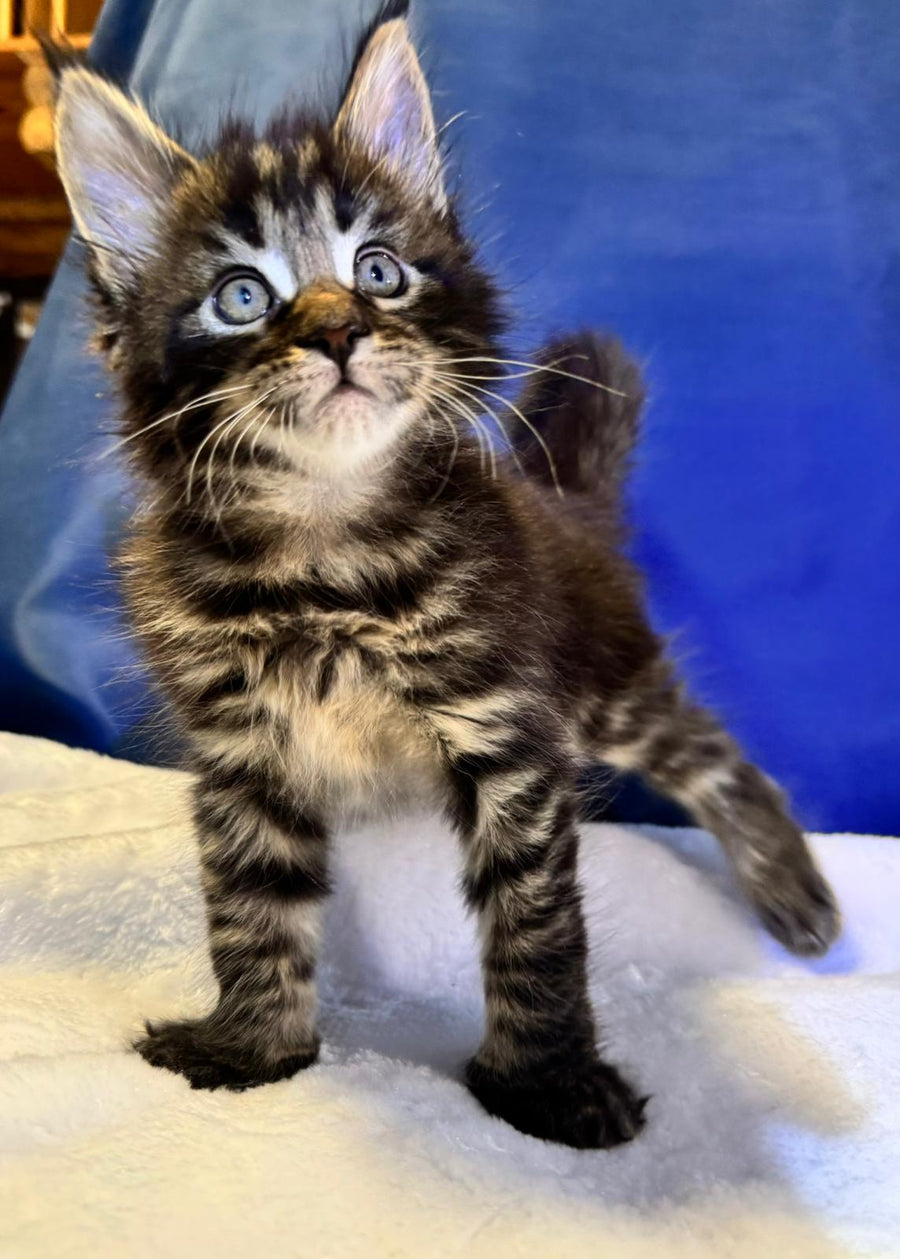 Denis Adamaris Maine Coon male black tabby live animals