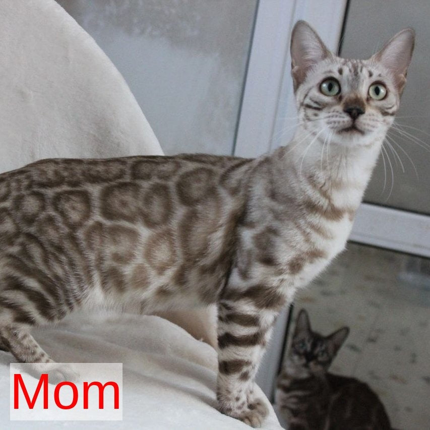 Lika Bengal female, black pointed spotted tabby
