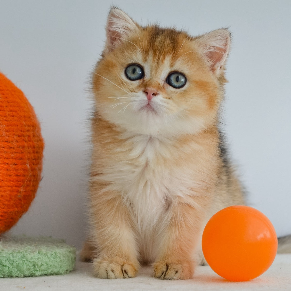 Julie Scottish Straight female, black golden ticked tabby
