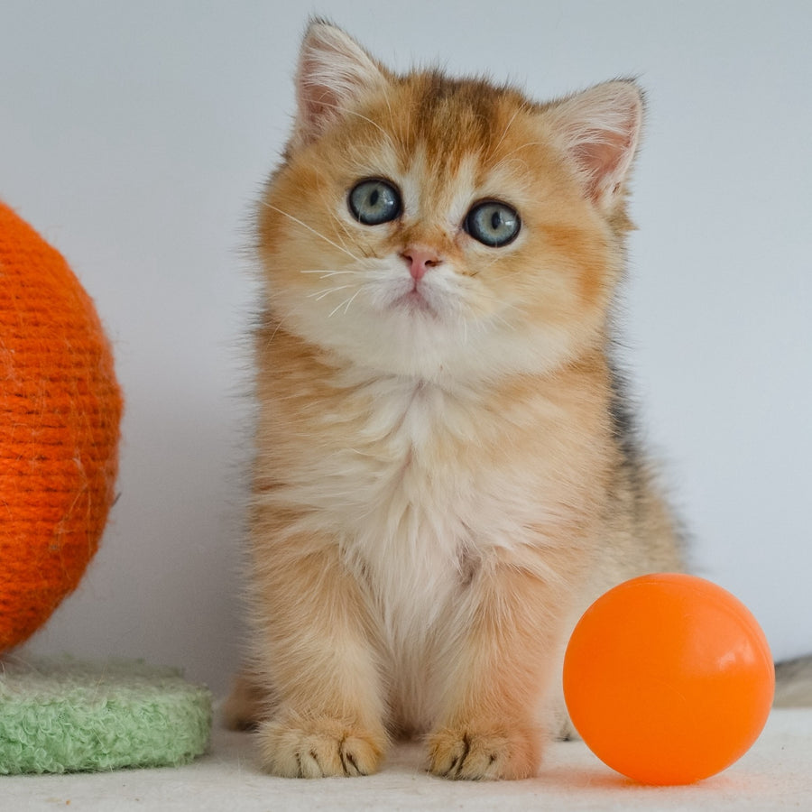 Julie Scottish Straight female, black golden ticked tabby