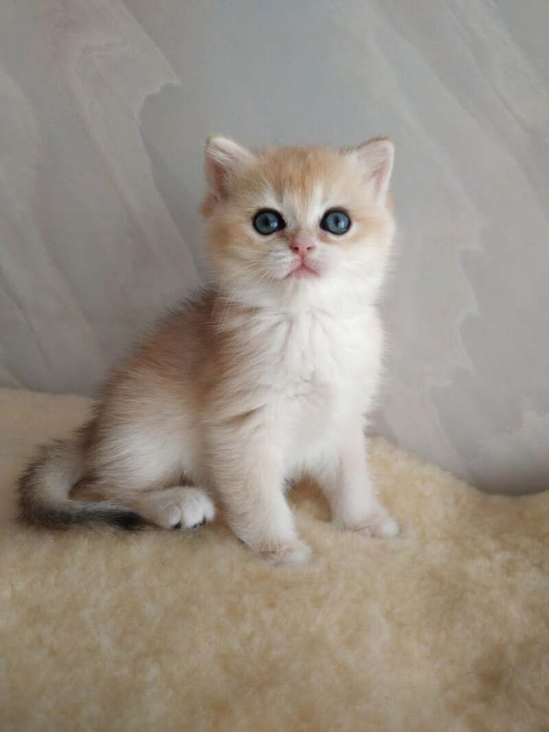 Bailey British Shorthair female, black golden chinchilla