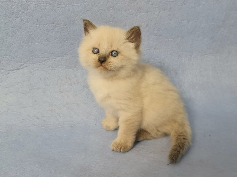 Archie Siberian male black pointed - live animals