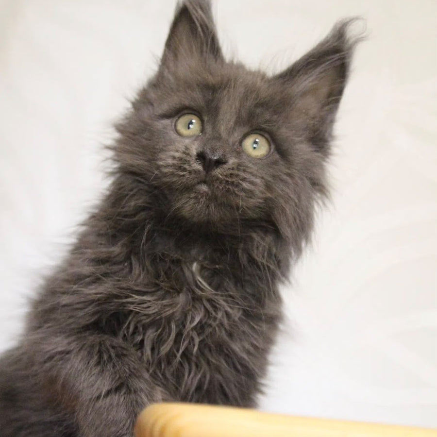 Randy Maine Coon male, blue with white