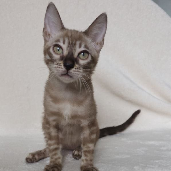 Lika Bengal female, black pointed spotted tabby