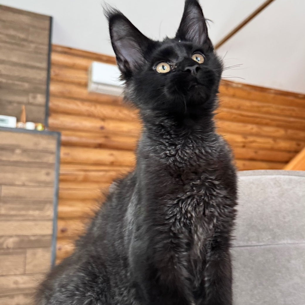 Hermes Maine Coon male, black silver