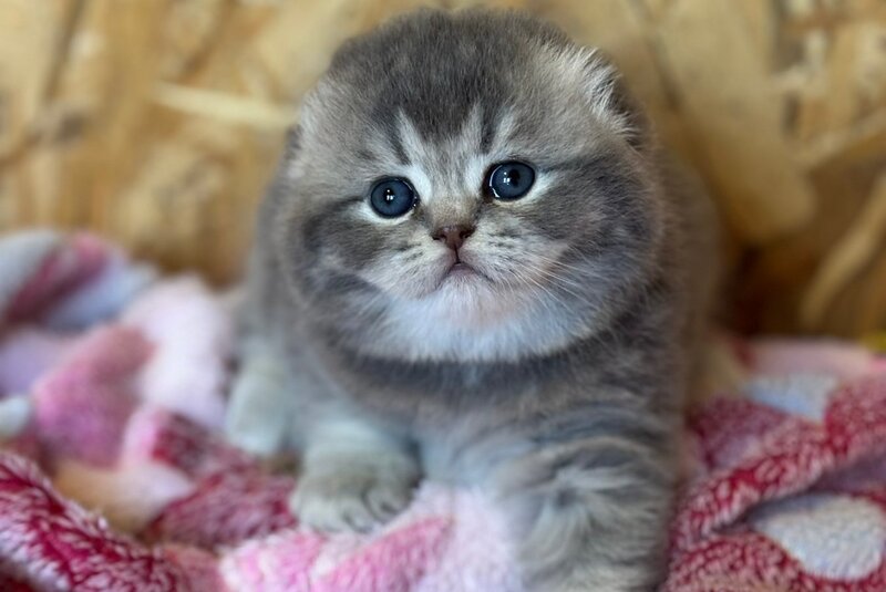 Benjamin Scottish Fold male, blue ticked tabby