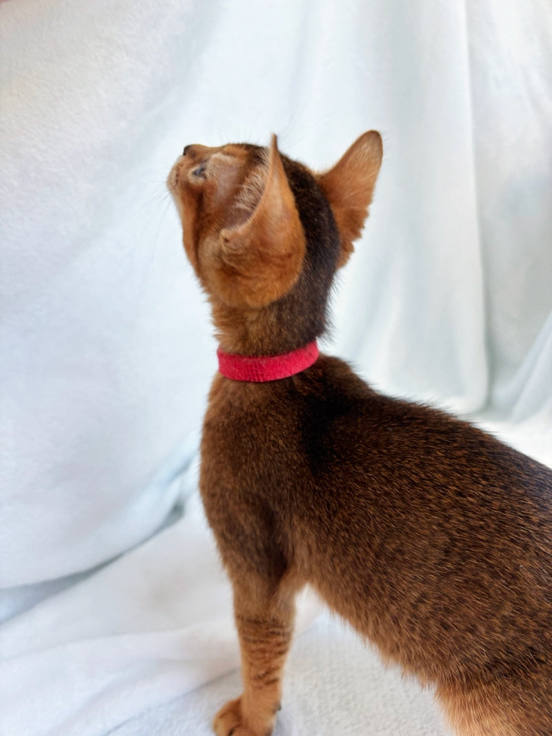 Sara Abyssinian female, ruddy