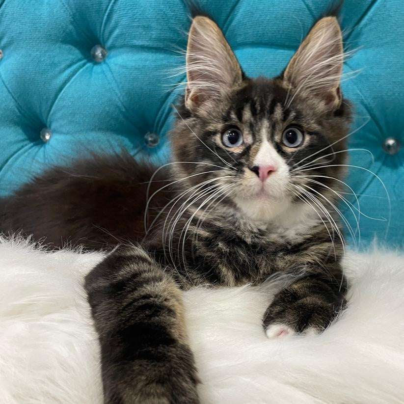 Urkhon Maine Coon male, black tabby with white