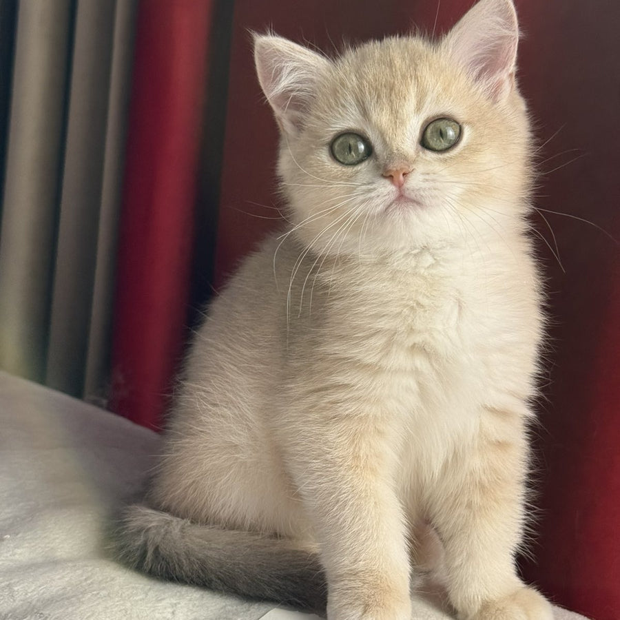 Elza Scottish Straight female, blue golden chinchilla