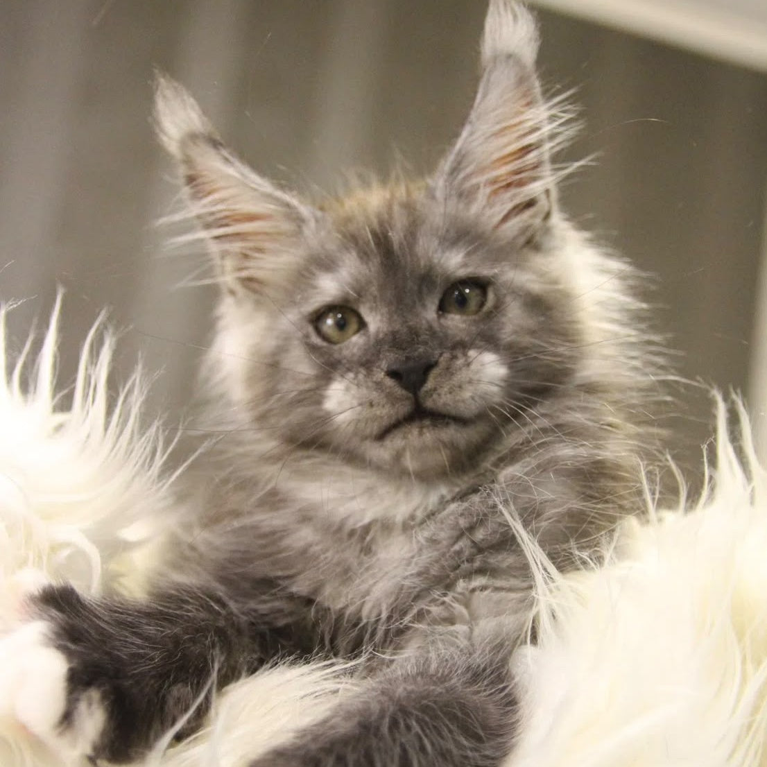 Quito Maine Coon male, black silver with white