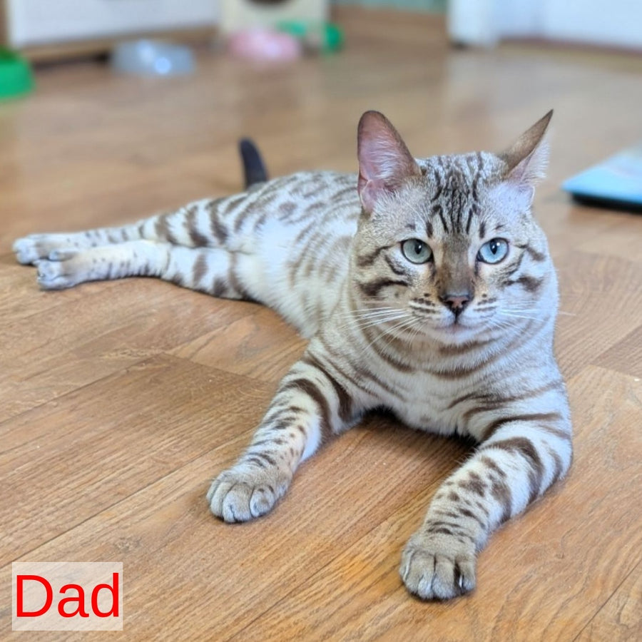 Ashton Bengal male, black silver spotted tabby pointed