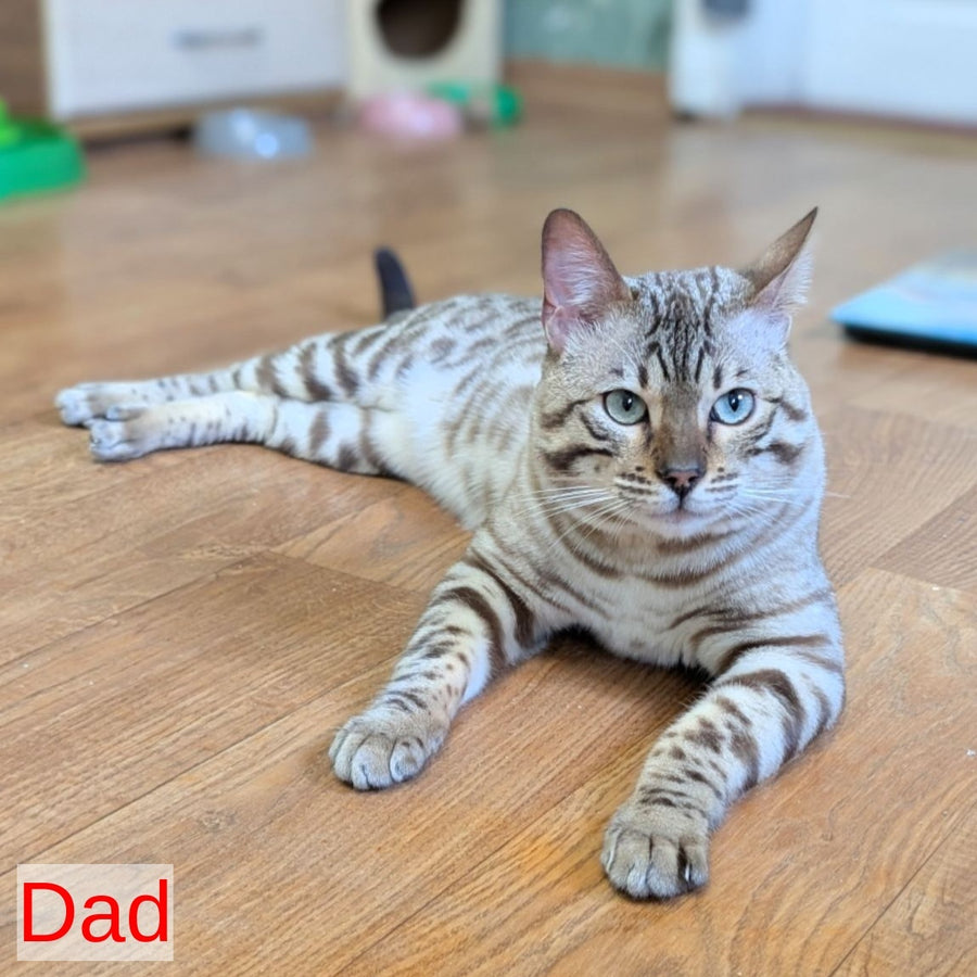 Ava Bengal female, black silver spotted tabby pointed