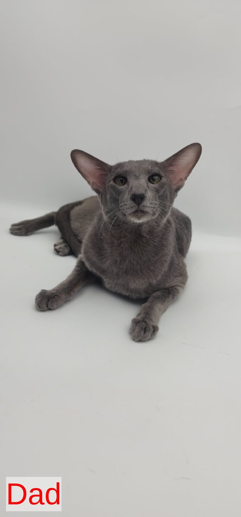 Odette Oriental Shorthair female, black spotted tabby