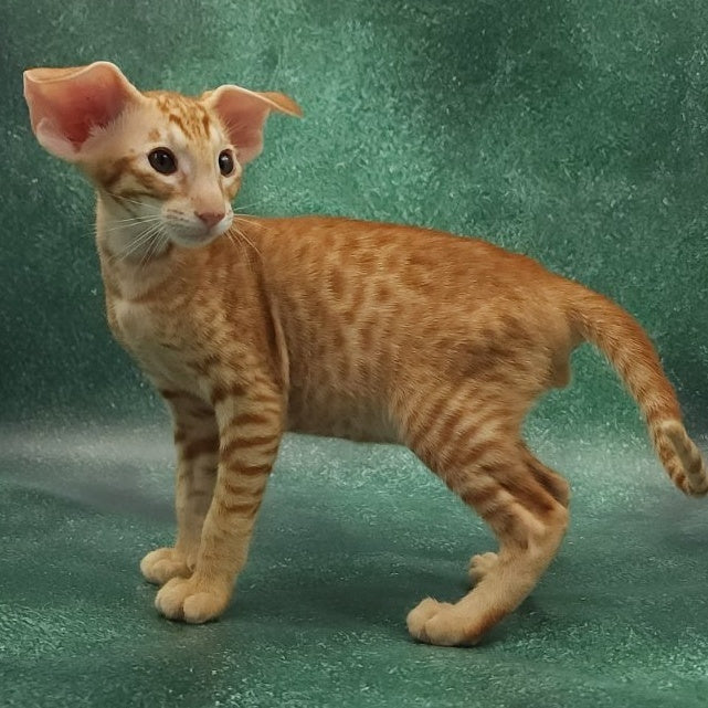 Zachary Oriental Shorthair male, red spotted tabby