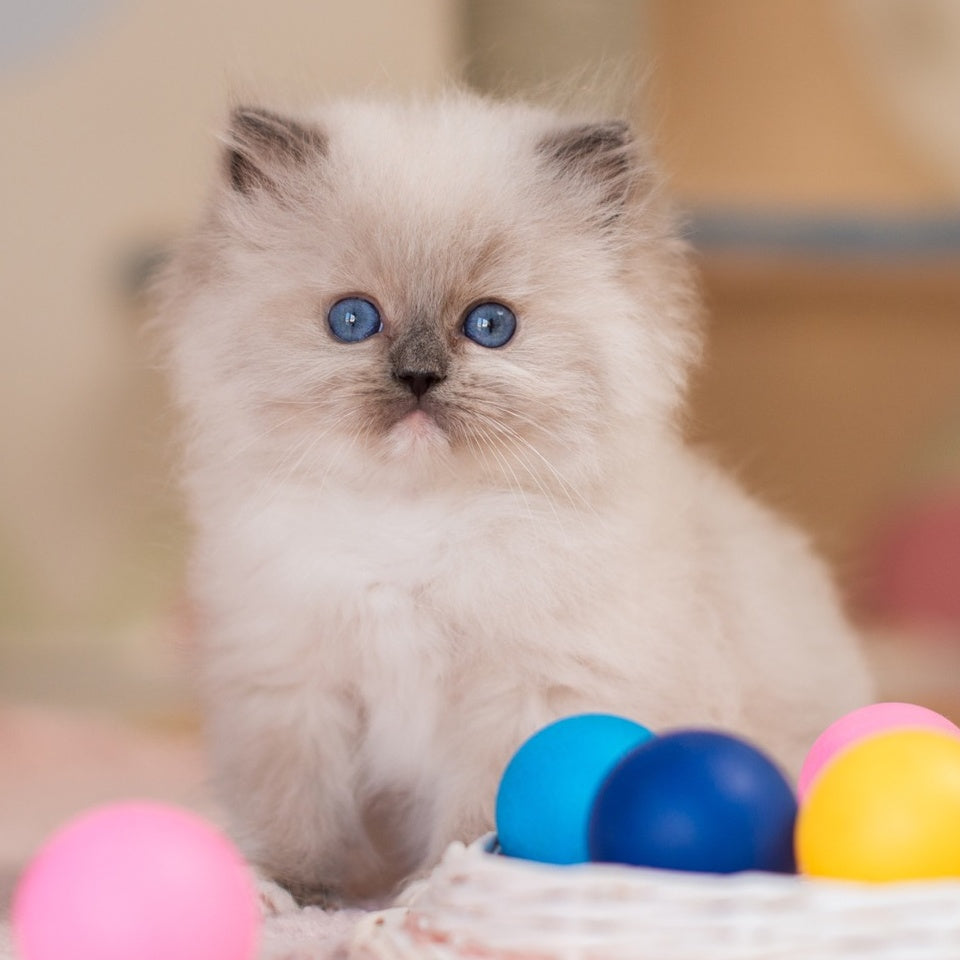 Yeti Ragdoll male, blue mitted