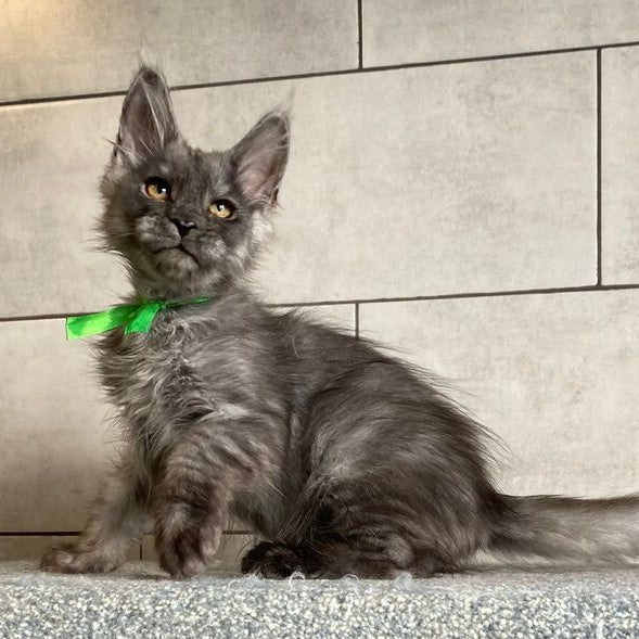 Ural Maine Coon male, black silver