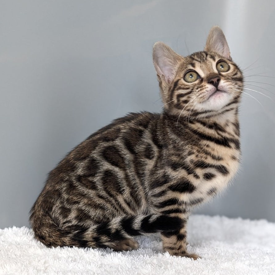 Diana Bengal female, black spotted tabby