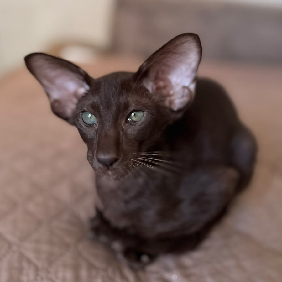 Nolik Oriental Shorthair male, chocolate