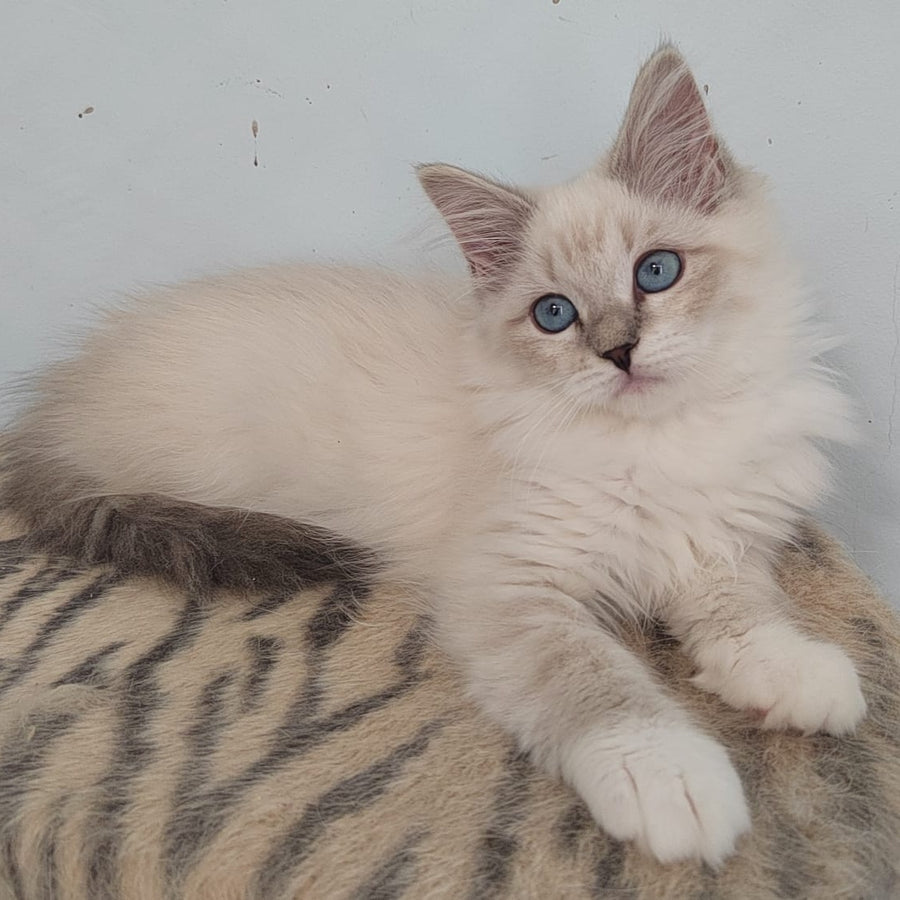 Juju Siberian female, blue tabby pointed bicolour