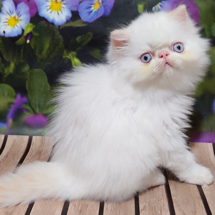 Sultan Persian male, cream pointed