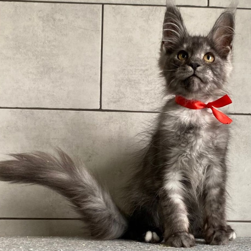 Udmurtia Maine Coon female, black silver with white
