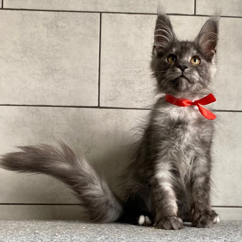 Udmurtia Maine Coon female, black silver with white