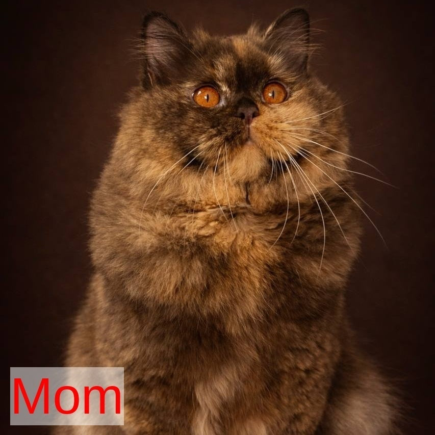 Gino British Shorthair male, red