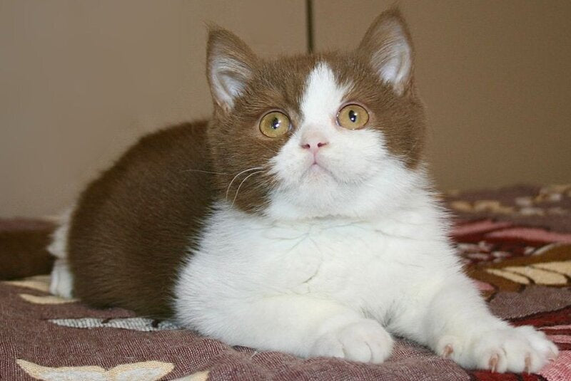 Jonathan British Shorthair male, cinnamon bicolour