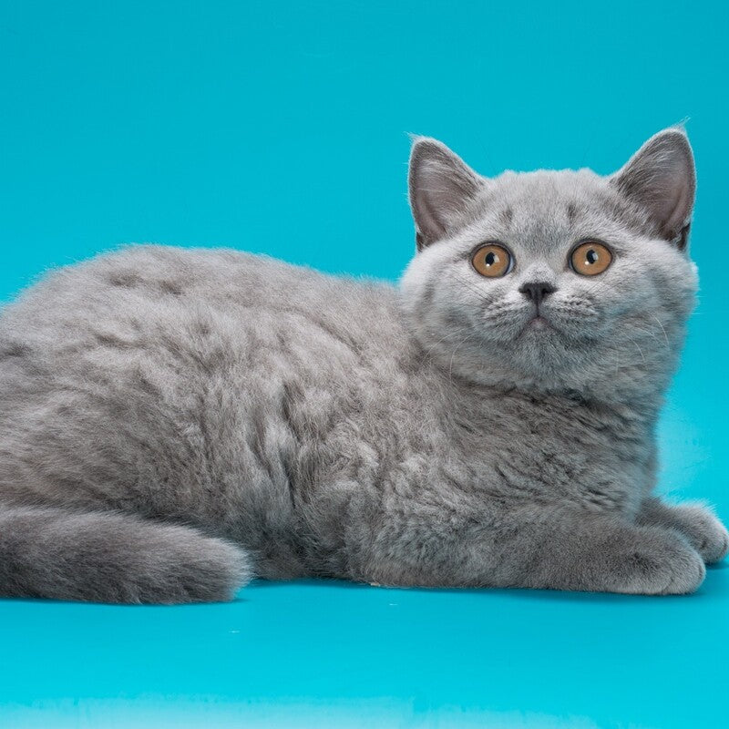 Olwen British Shorthair female, blue