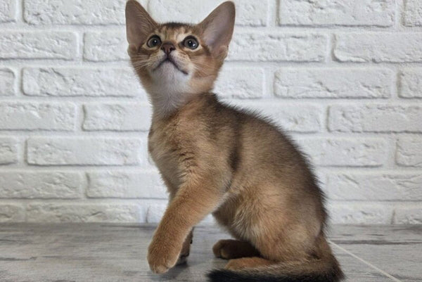 Alf Abyssinian male black - live animals