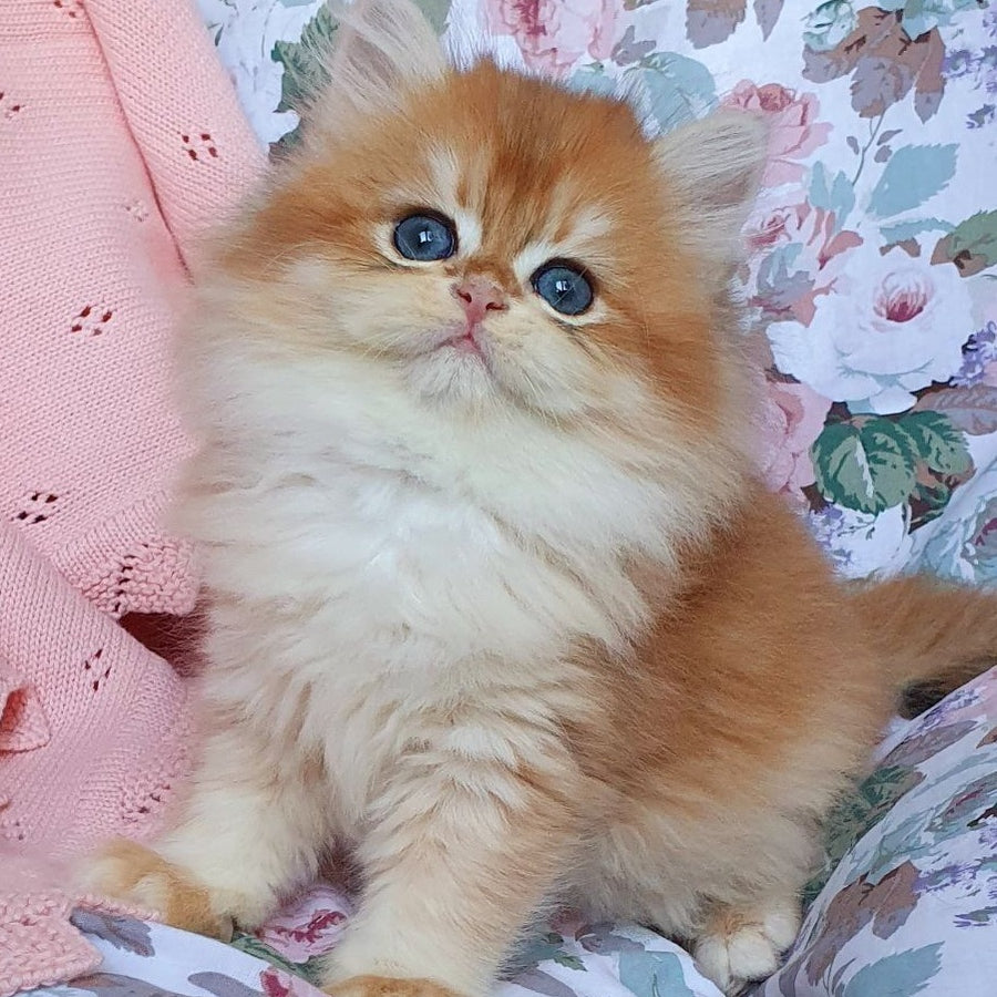 Arisha British Longhair female, black golden chinchilla