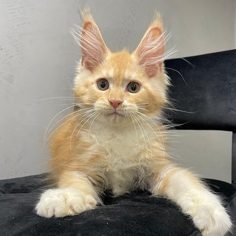Nikita Maine Coon male, red silver with white
