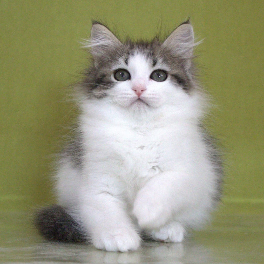 Hortenziy Siberian female, black bicolour spotted tabby