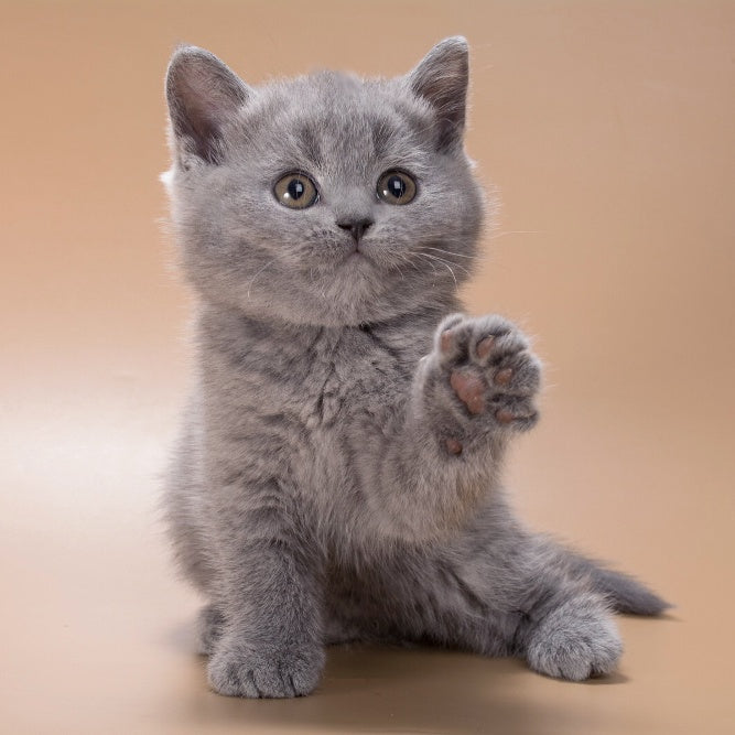 Rose British Shorthair female, blue