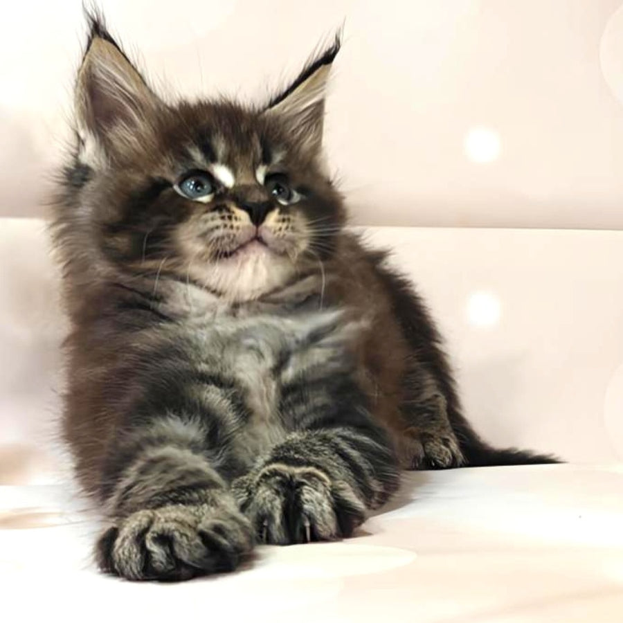 Mustang Maine Coon male, black tabby