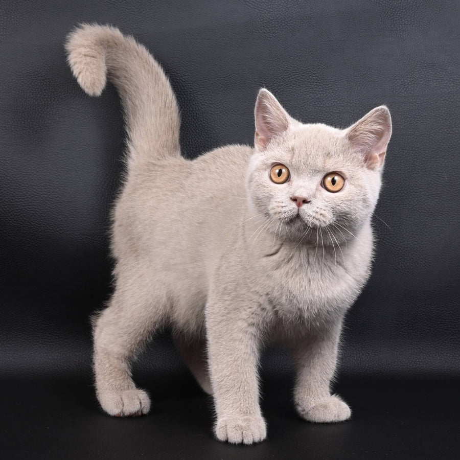 Nectar British Shorthair male, fawn