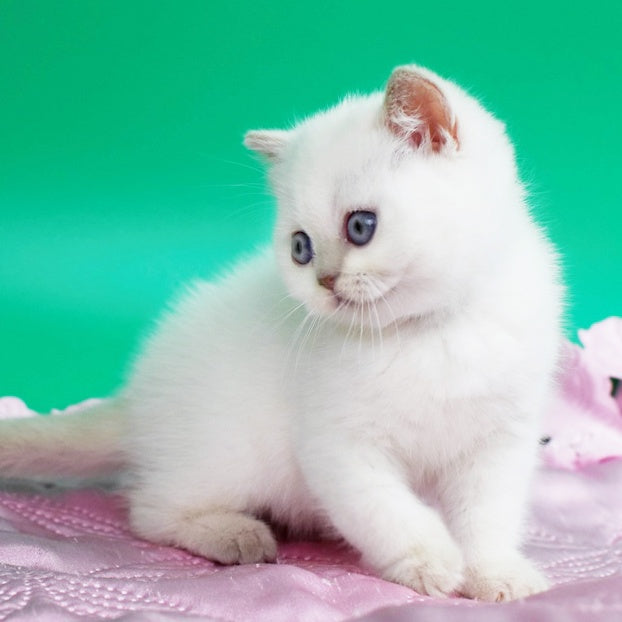 Bublik British Shorthair male, fawn pointed
