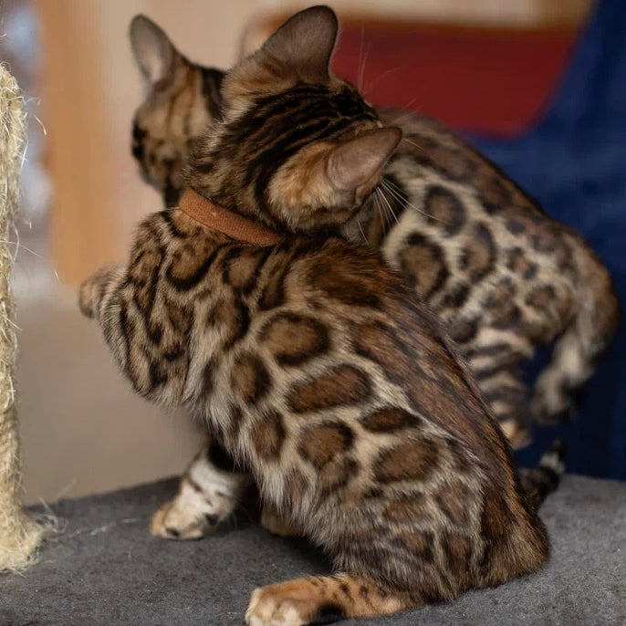 Winston Bengal male, black spotted tabby