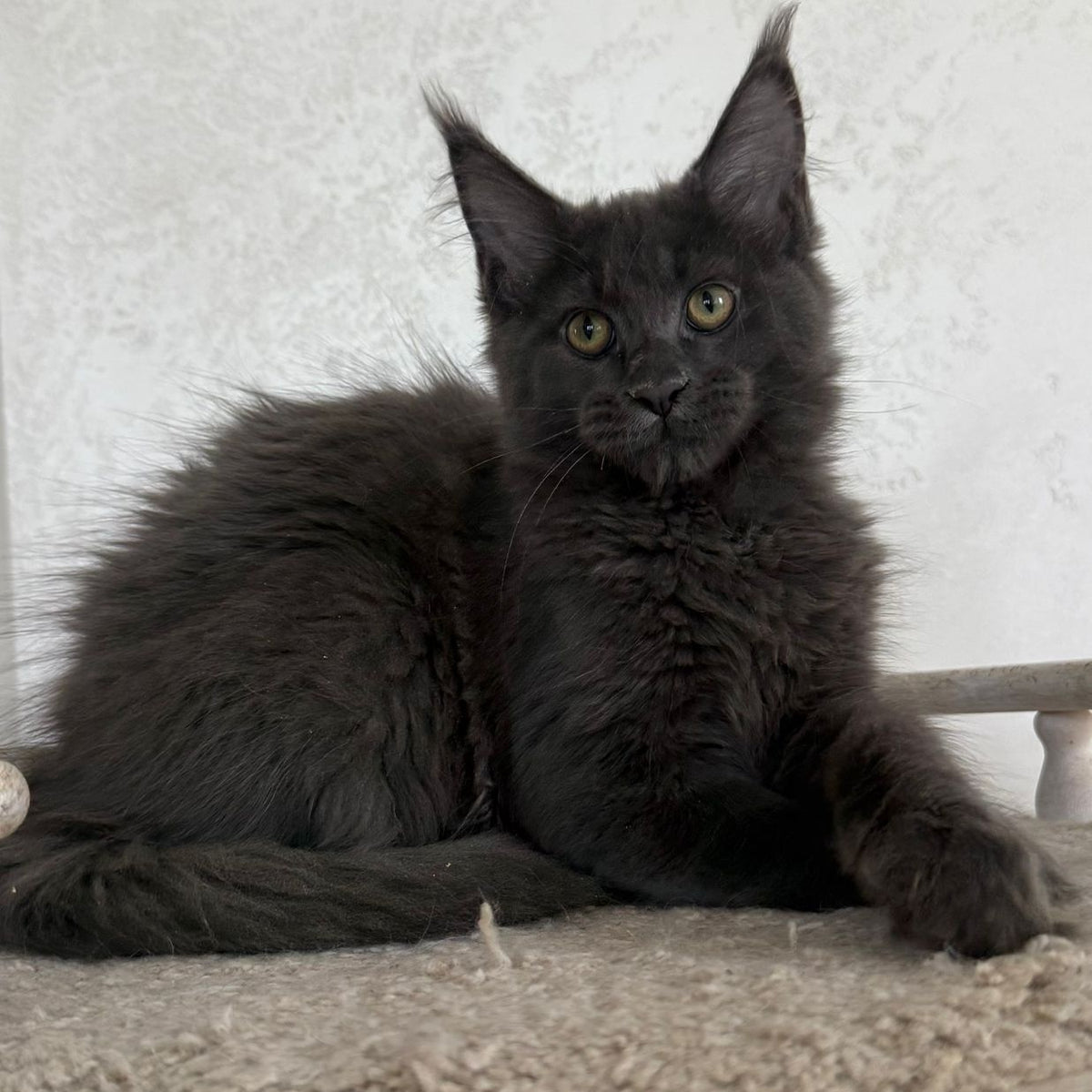 Jina Maine Coon female, blue silver with white