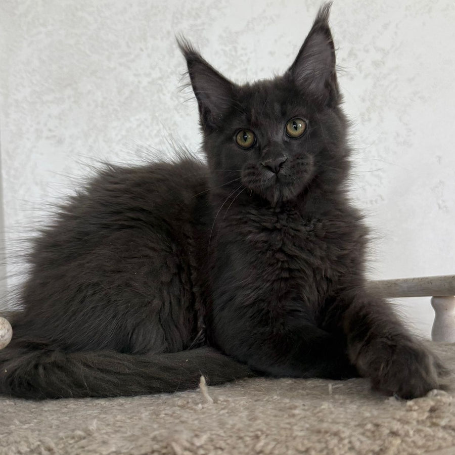 Jina Maine Coon female, blue silver with white