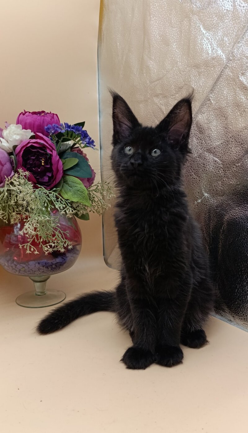 Iris Maine Coon female black silver - live animals