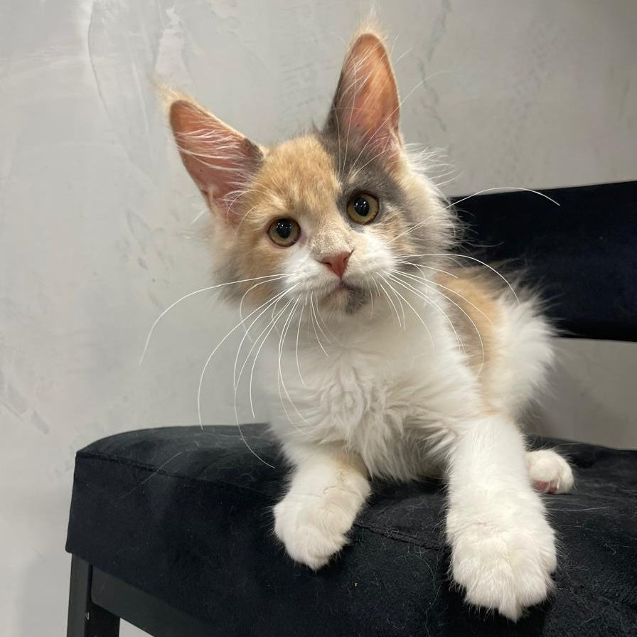 Nelly Maine Coon female, blue tortie bicolour